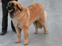Étalon Leonberger - Athéna de la Petite Saunerie