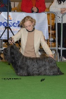 Étalon Skye Terrier - CH. Talk about of morningsky