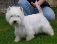 Étalon West Highland White Terrier - Bellone du moulin d'anta