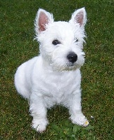 Étalon West Highland White Terrier - achnamara Double trouble