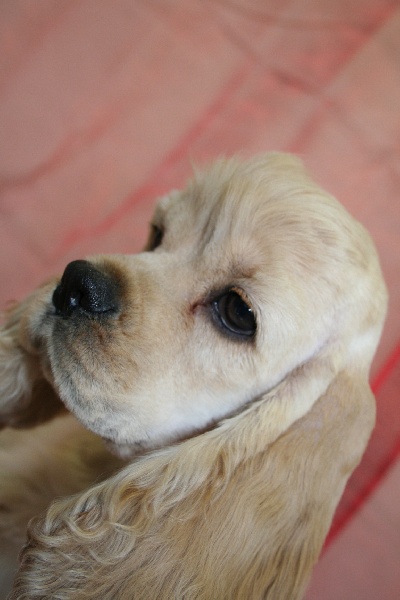 Publication : Willoudog's