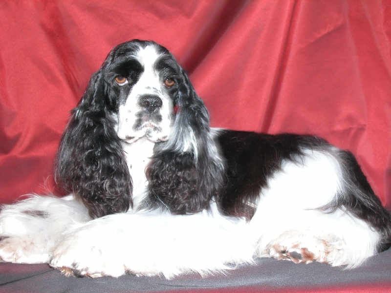 Publication : Willoudog's