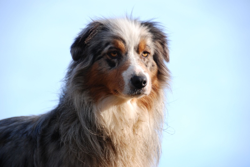 Publication : des Ancêtres Sauvages Auteur : Julie Moal