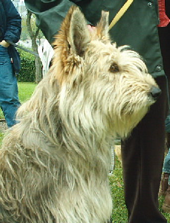 Toscane Des mandarines bleues