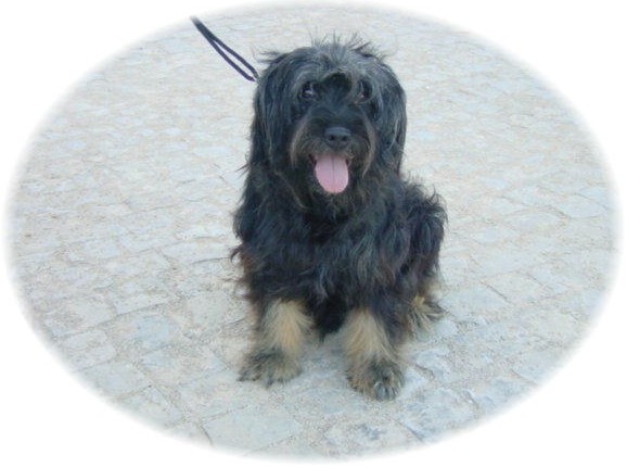 Publication : Do monte da bica