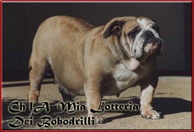 Publication : Dei Bobodrilli 