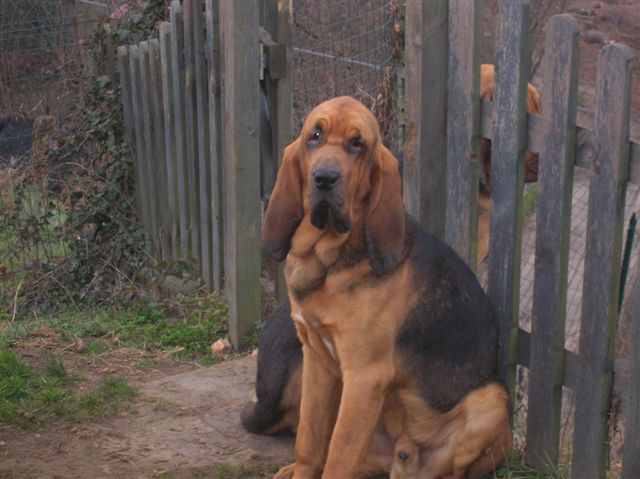 CH. Belphegor di dartagnan de la colline du bosc