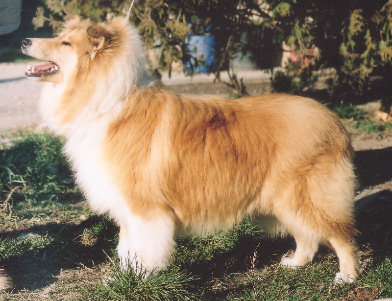 CH. Braveheart dit ritchie Of Connemara's Highlands