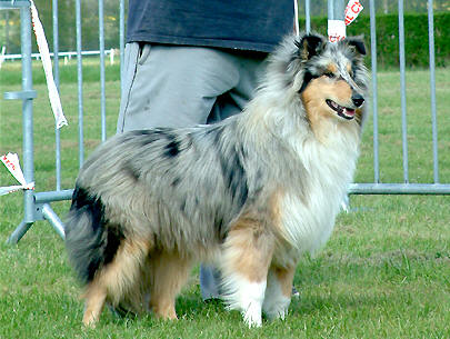 Aragorn blue dit mike Of Connemara's Highlands