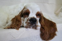 Étalon American Cocker Spaniel - CH. Forman's Bright lights