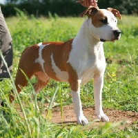 Étalon American Staffordshire Terrier - Fever of fianna kennel