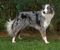 Étalon Border Collie - Chanie Titre Initial