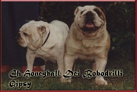 Étalon Bulldog Anglais - CH. Honeyball Dei Bobodrilli
