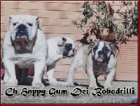 Étalon Bulldog Anglais - CH. Happy gum Dei Bobodrilli