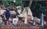 Étalon Bulldog Anglais - CH. Grengren (Sans Affixe)