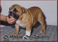 Étalon Bulldog Anglais - Magica Dei Bobodrilli