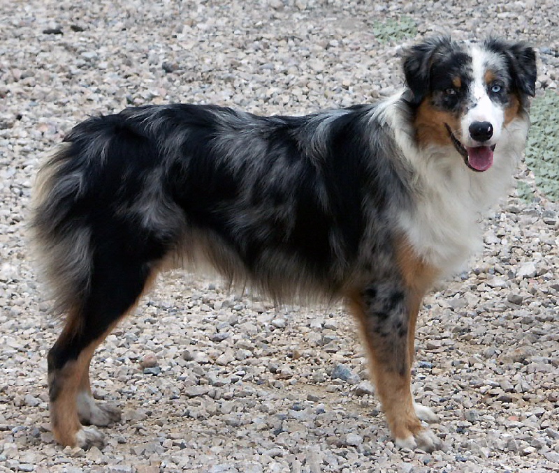 Publication : of the Billy Dream's