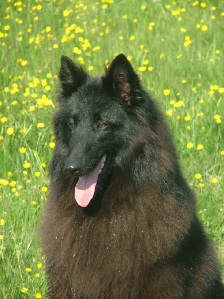 Publication : du domaine du chene au loup