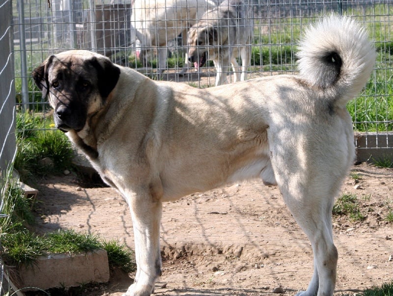 Publication : de Doganbay 