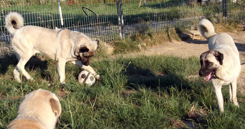 Publication : de Doganbay Auteur : monique egidi