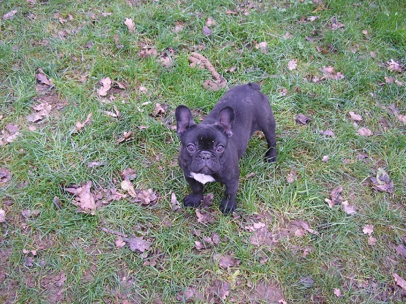 Buffy Du petit clos coralin