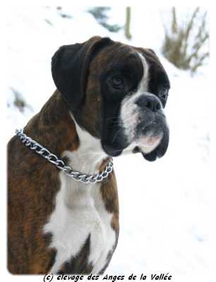 Publication : des Anges de la Vallée