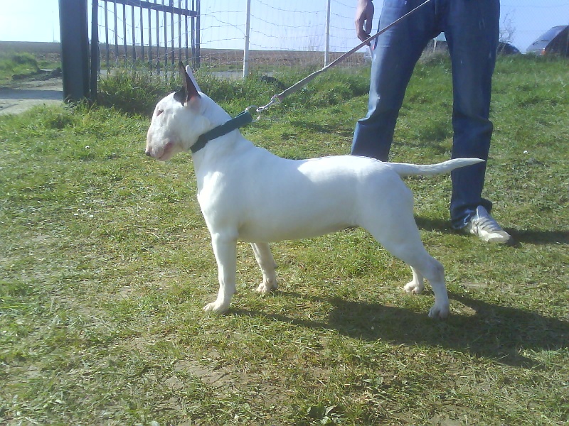 Publication : de Magicbull 