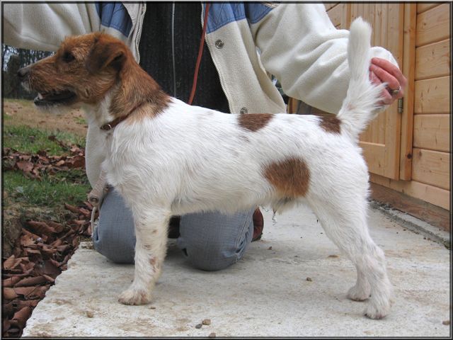 Original master's voice Charismatic roy