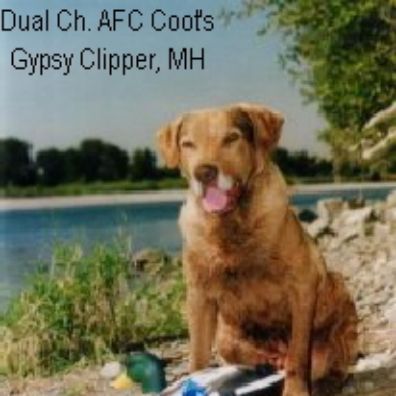 Coot's gypsy clipper