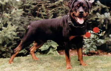 CH. Gringo Vom sachsen