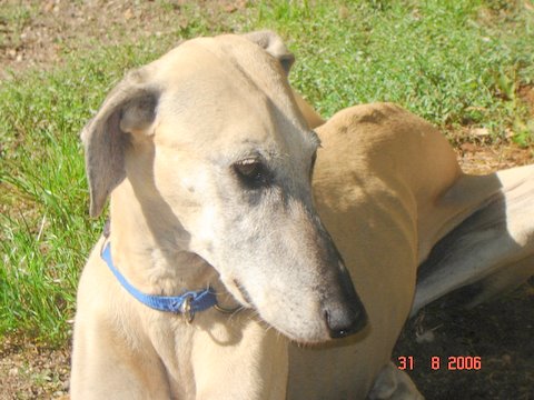 Rais Siyada Nour al nadjir