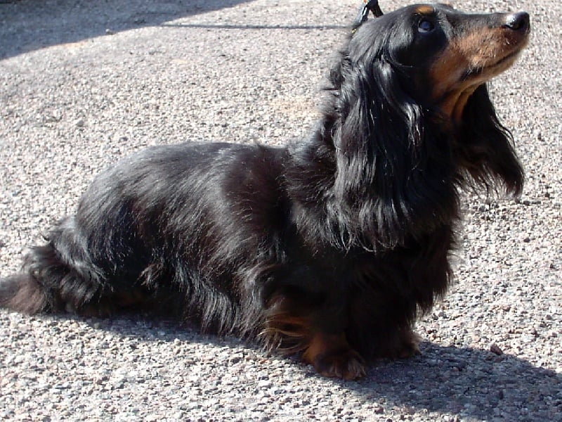 Publication : de la goutte du Chaity 