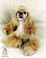 Étalon American Cocker Spaniel - Forman's Sun shine