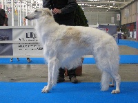 Étalon Barzoi - Zongler Stepowy goniec