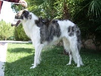 Étalon Barzoi - CH. Andrea De pinedo