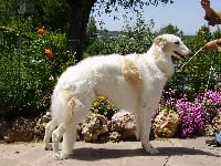 Étalon Barzoi - CH. Ustinov des princes de Kazan