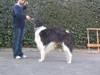 Étalon Barzoi - CH. Cierzo de salduba