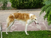 Étalon Barzoi - Vadim des princes de Kazan