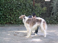 Étalon Barzoi - CH. Sapphire de salduba