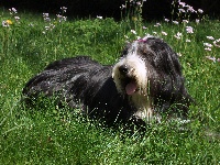 Étalon Bearded Collie - Something Else Venus secret