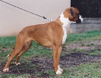 Étalon Boxer - Upsaâla des Zé de Philoctête