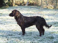 Étalon Chien d'Oysel allemand - Blume Vom hundegelaut