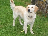 Étalon Golden Retriever - Vanda de charneve of Renkum