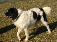 Étalon Landseer type continental europeen - Voyou du puech de mélilot