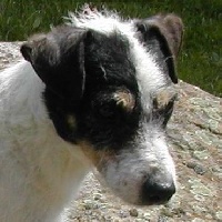 Étalon Parson Russell Terrier - Patoch De la Vallée Vérouiller