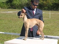 Étalon Petit Levrier Italien - CH. Romeo des princes de Kazan