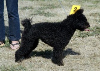 Étalon Pumi - CH. rona reme Varazs