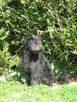 Étalon Pumi - CH. komlokerti vagany Otti