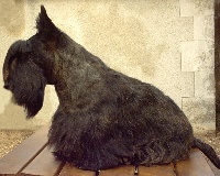 Étalon Scottish Terrier - Sam Du mont sansouci