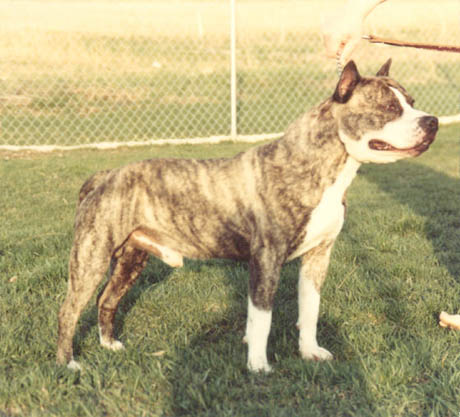 CH. x-pert Tiger’s bullion